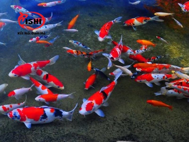 Mật độ cá koi nuôi trong hồ quá dày rất dễ tạo điều kiện cho bệnh nấm ở cá phát triển