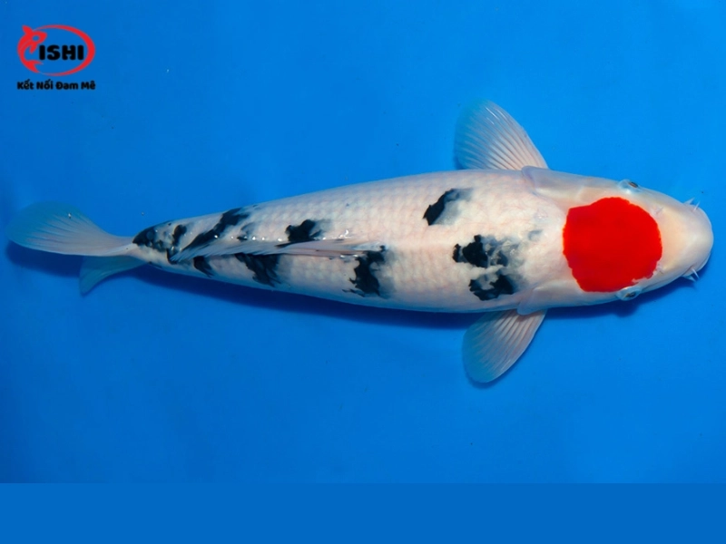 Cá Koi Tancho