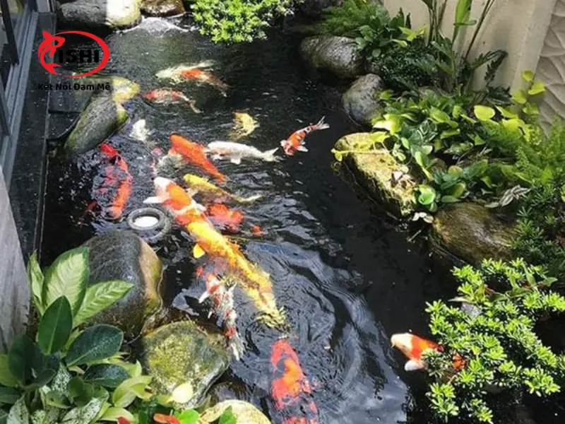Nhu cầu mua cá Koi tại Hậu Giang