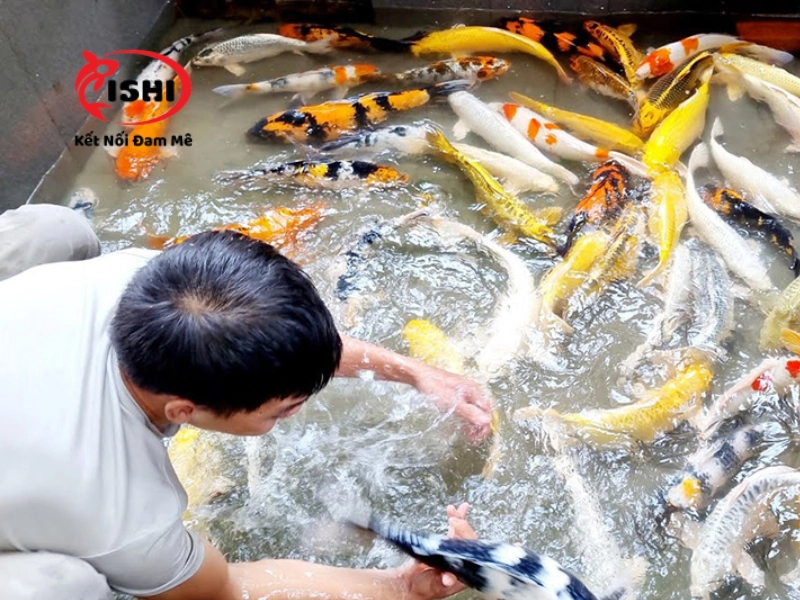 Cách trị hiện tượng cá koi bị tuột nhớt