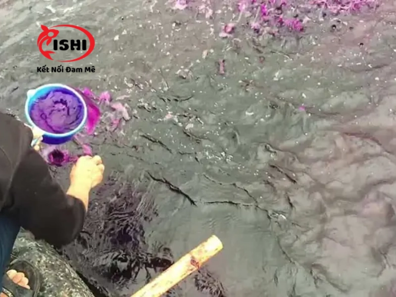 Rải thuốc tím để khử trùng hồ cá koi