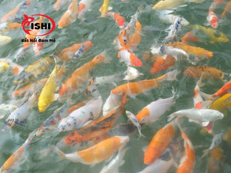 Nhu cầu mua cá Koi tại Khánh Hòa