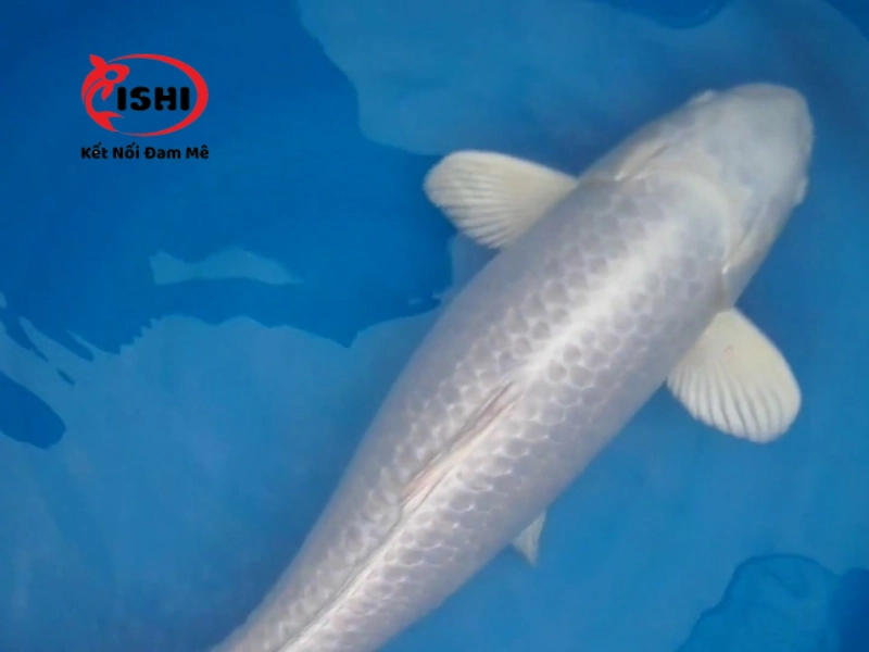 Giới thiệu về IshiKoi Farm