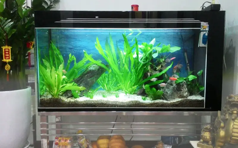 Nên cho cá Koi ăn đúng cách trong hồ cá Koi - Cách nuôi cá Koi trong hồ kiếng