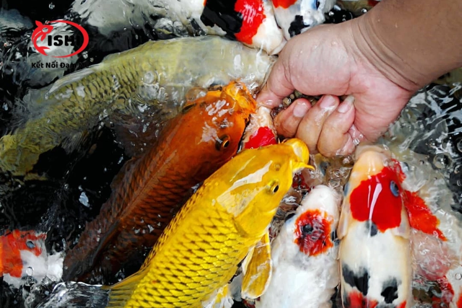 Trại Cá Koi Bắc Giang: Cá Koi Nhật Bản Đẹp, Khỏe Mạnh