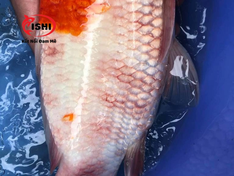 Cá koi bị xuất huyết