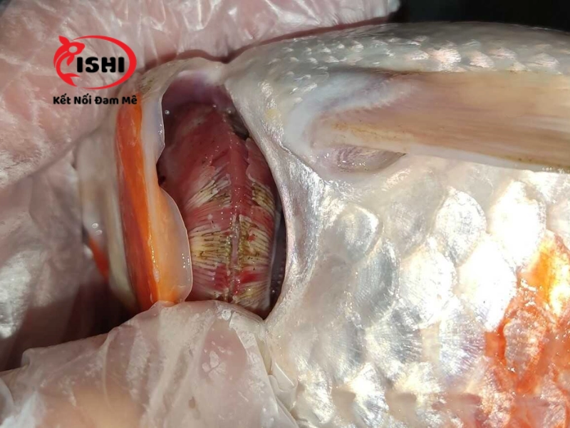 Bệnh sán mang cá, sán da ở cá koi