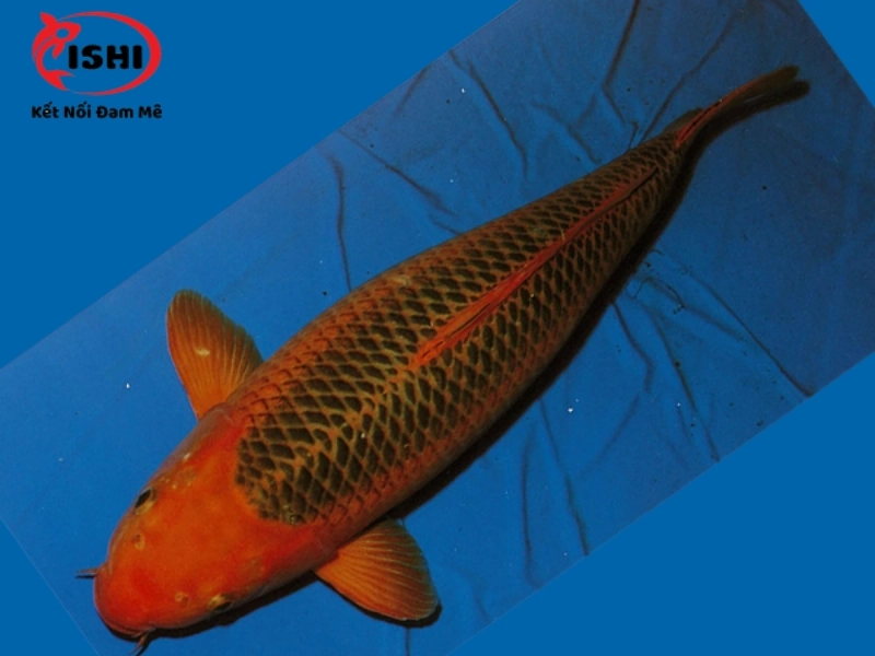 Cá Koi Goshiki