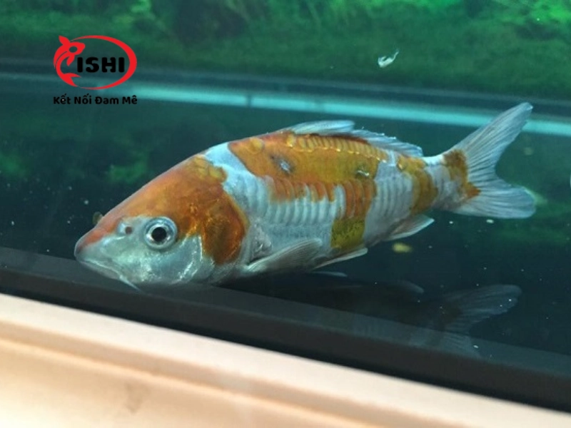 Cá koi lờ đờ nằm im ở dưới đáy hồ do bệnh ngủ