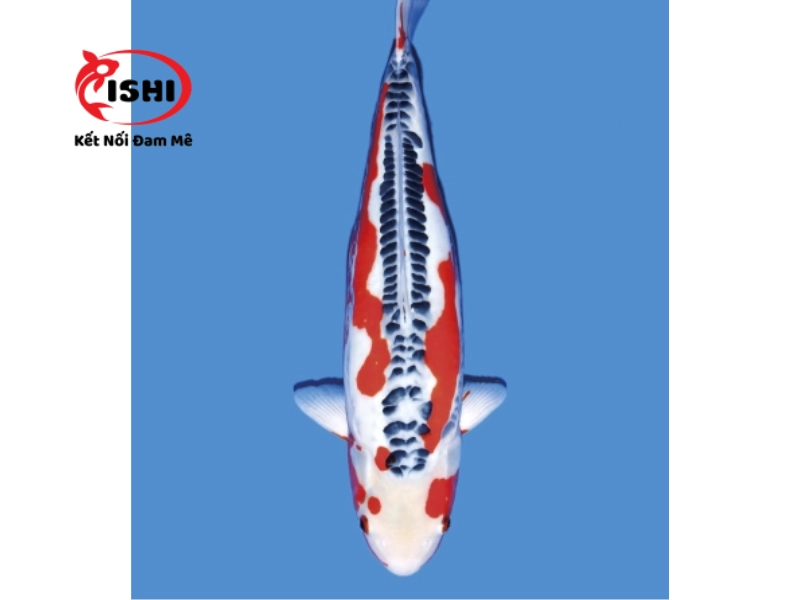 Cá Koi Shusui