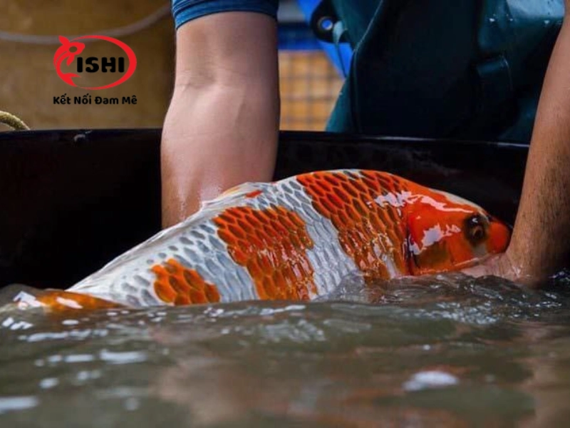 Cá Koi bị sốc nước khiến cá mới mua về không chịu ăn