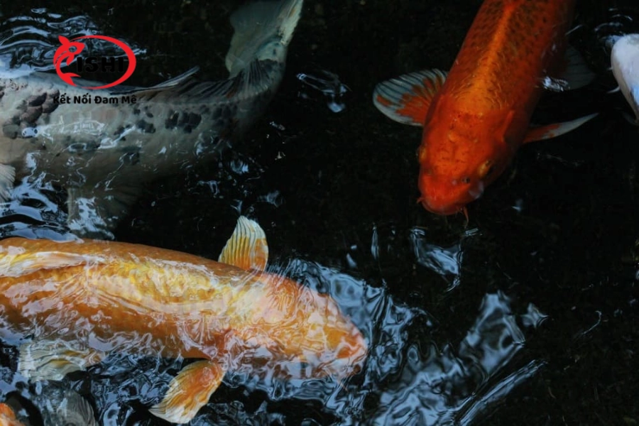 Tại Sao Cá Koi Cạ Mình Vào Thành Bể Và Cách Xử Lý Hiệu Quả