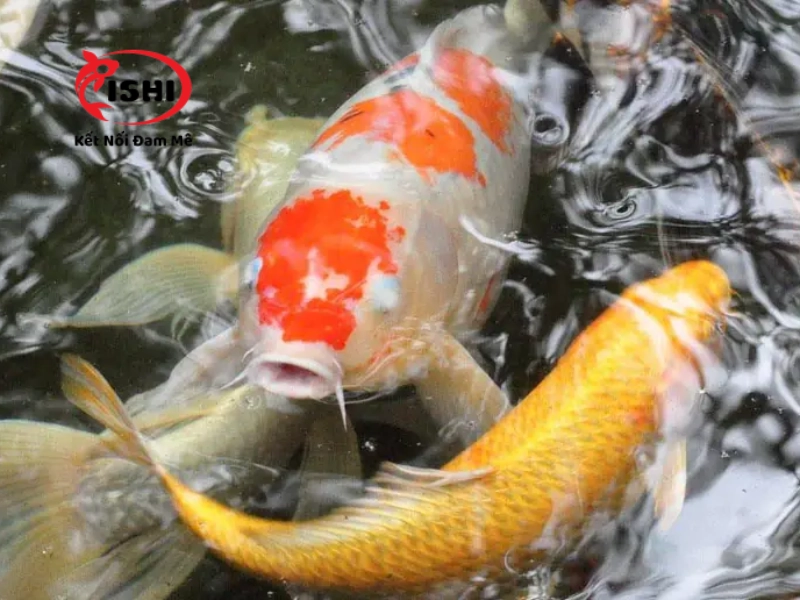 Những nguyên nhân khiến cá koi bị đục mắt