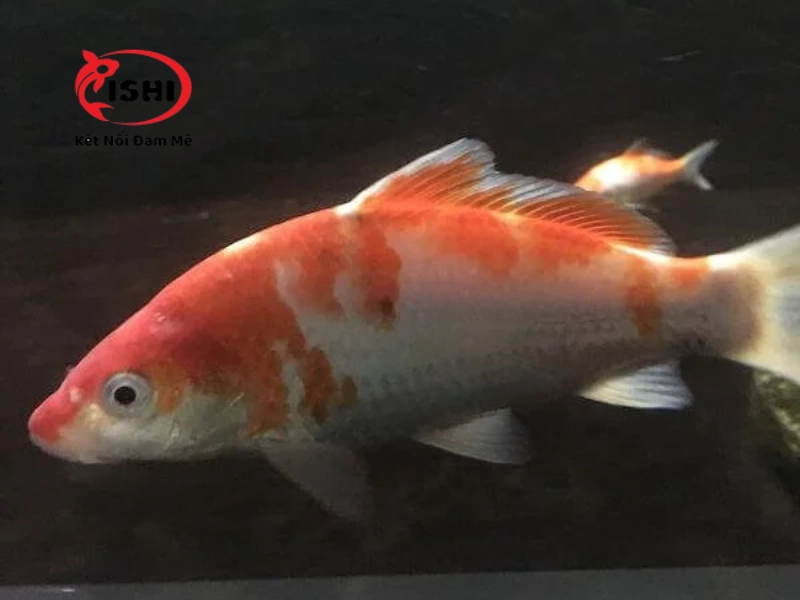 Cách ly cá bệnh khỏi đàn cá khỏe mạnh để tránh lây lan nấm