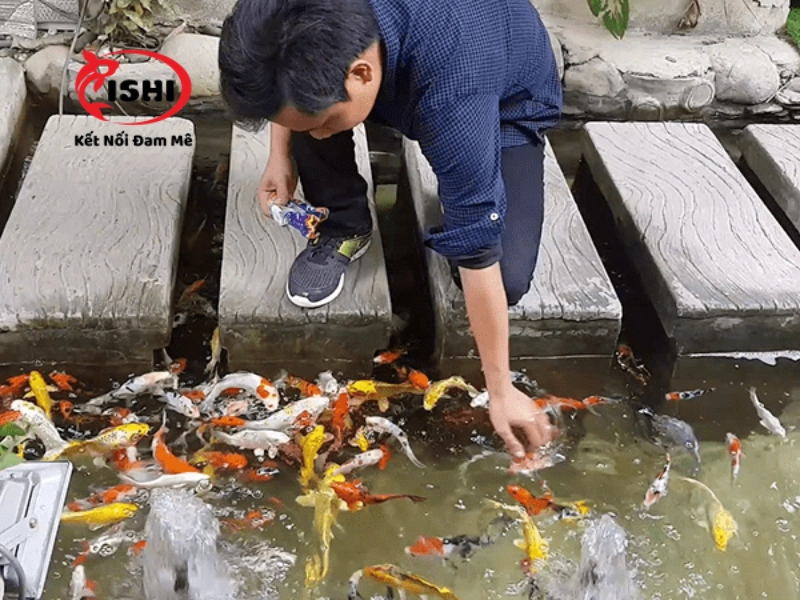 Liệu lượng sử dụng vitamin cho cá koi