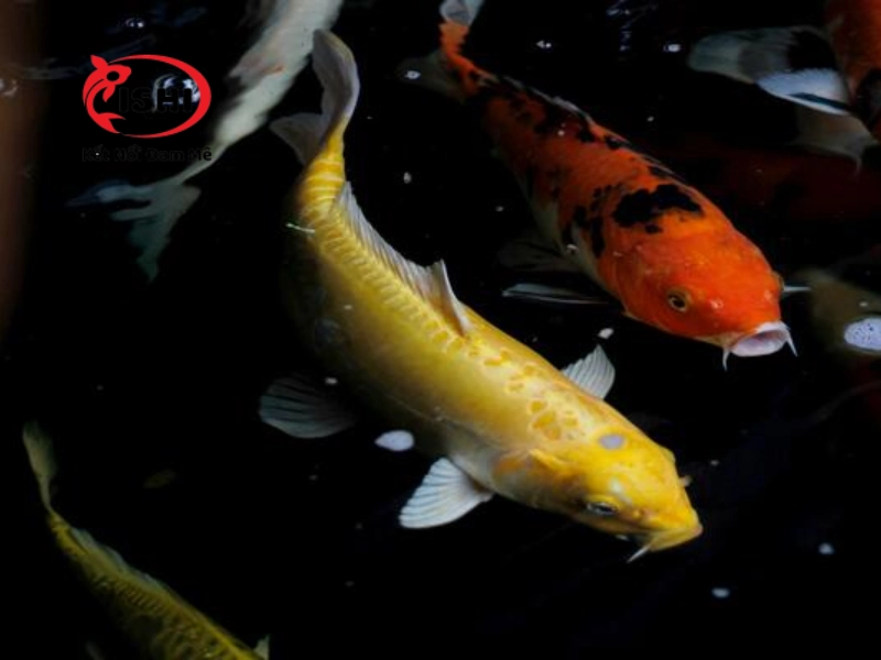 Đặc điểm nhận dạng của cá Koi Karashi