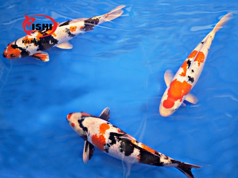 Cách điều trị cho cá koi bị ngứa mình 