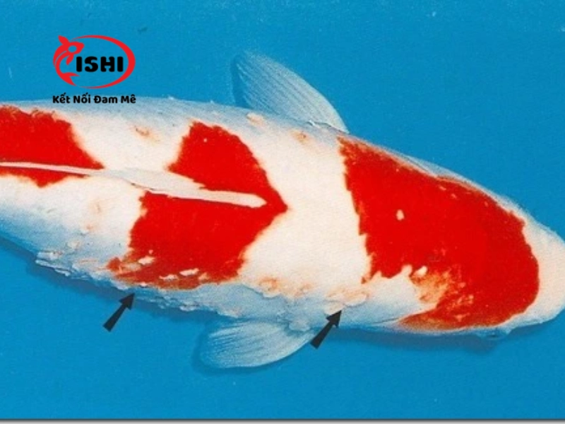 Cá koi bị tuột nhớt