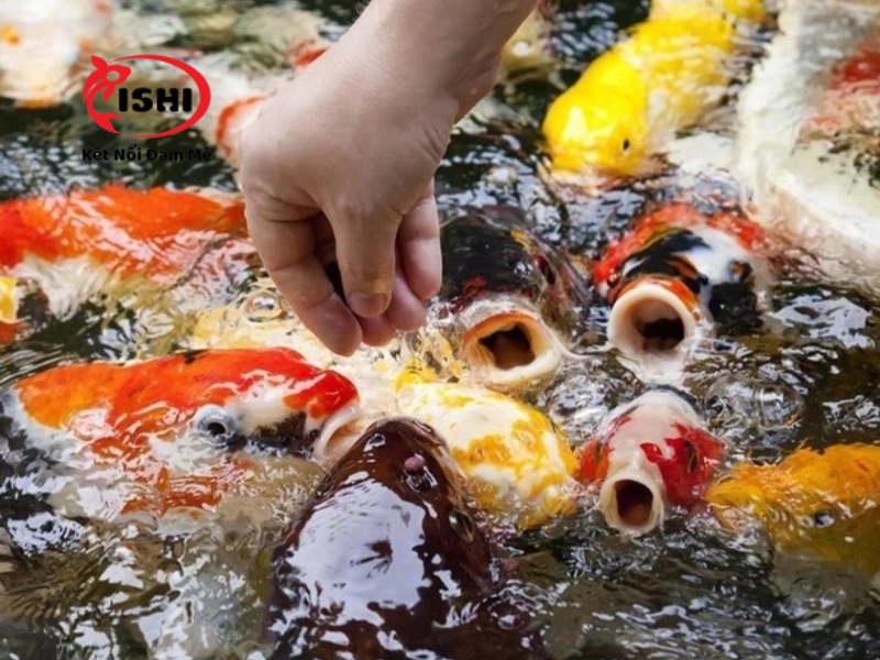 Hướng dẫn sử dụng cám cho cá koi