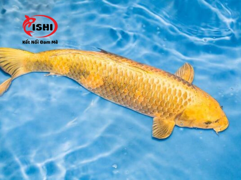 Cá koi Karashi