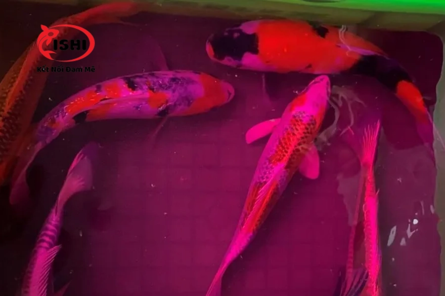 Thuốc Tím Cho Cá Koi: Công Dụng, Cách Dùng Và Lưu Ý