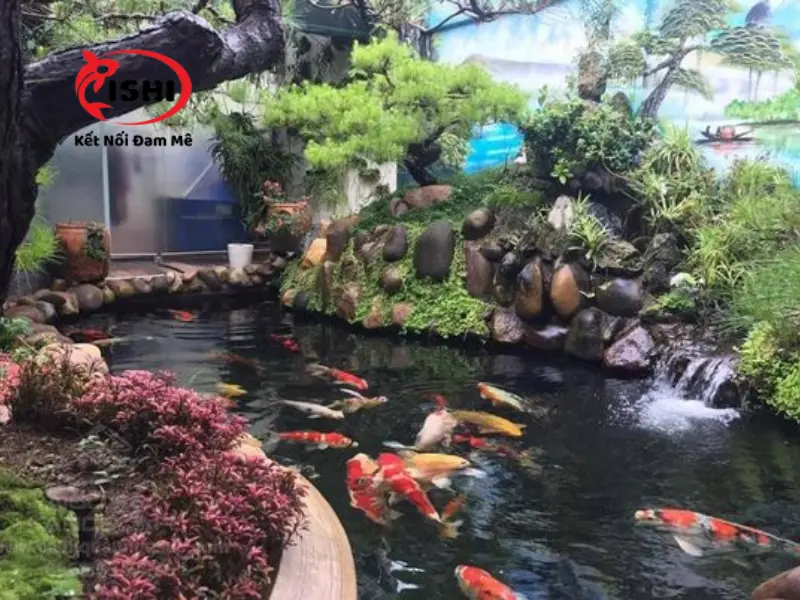 Hướng dẫn chăm sóc cá koi tại Hà Tĩnh