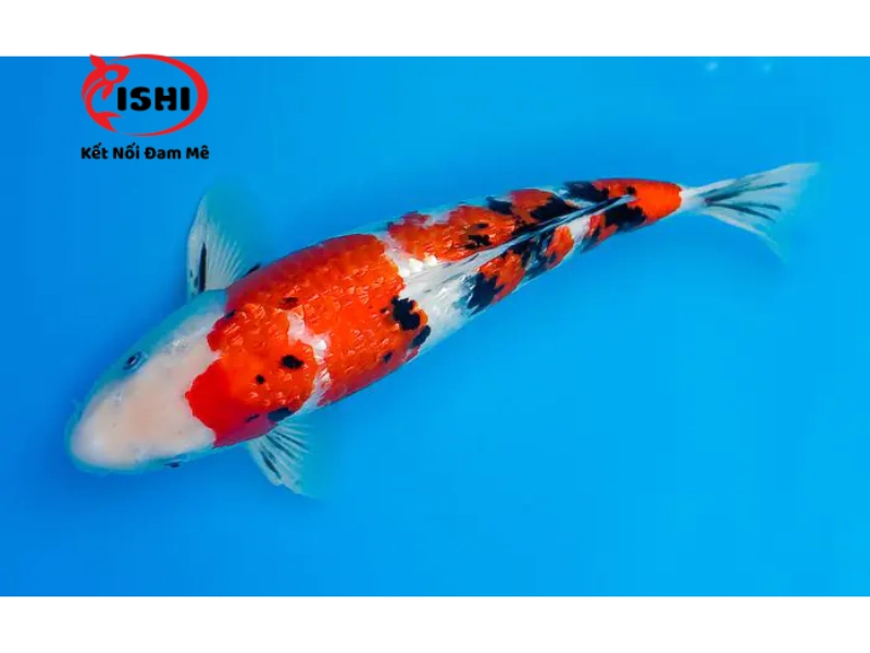 Cá koi Sanke