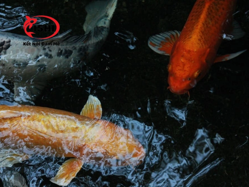 Cá koi hay cạ mình vào thành bể cá