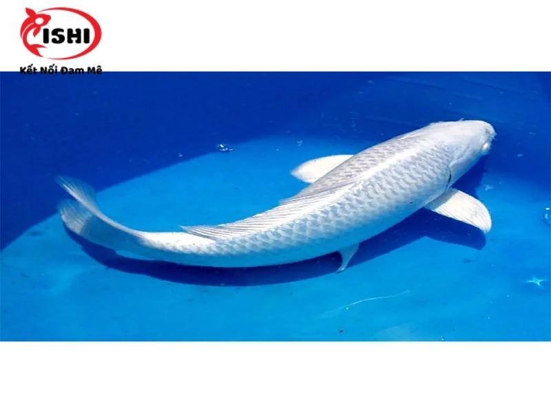 Cá Koi Platinum