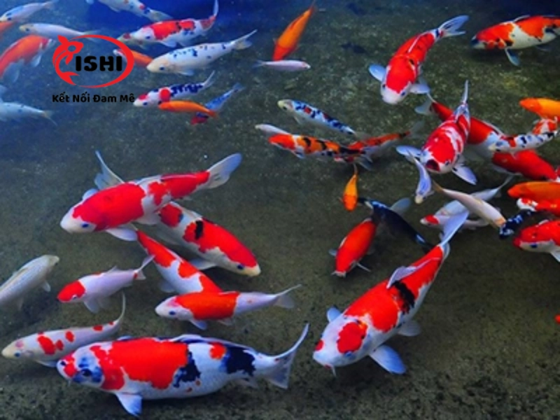Phân biệt cá koi bị bệnh đỏ mình với các bệnh khác