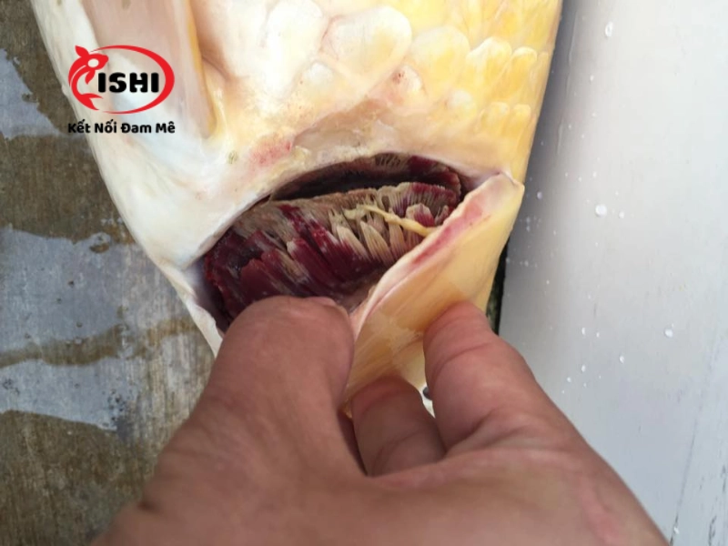 Cá koi bị nấm mang