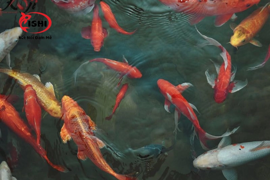 Cá Koi Bơi Lờ Đờ: Nguyên Nhân Và Cách Khắc Phục Hiệu Quả