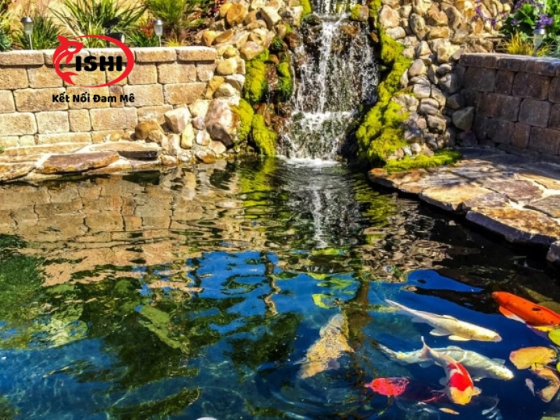 Thông tin liên hệ và chính sách bán hàng của IshiKoi Farm