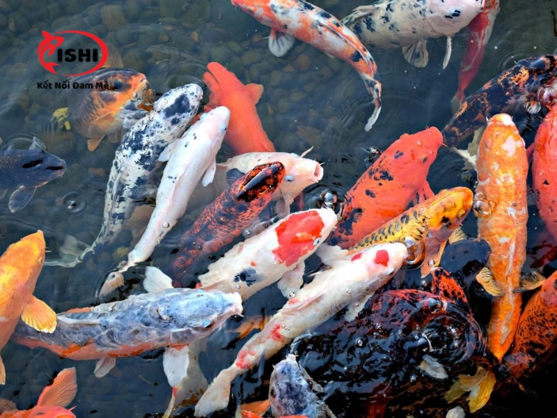  Ưu điểm khi mua cá Koi tại IshiKoi Farm