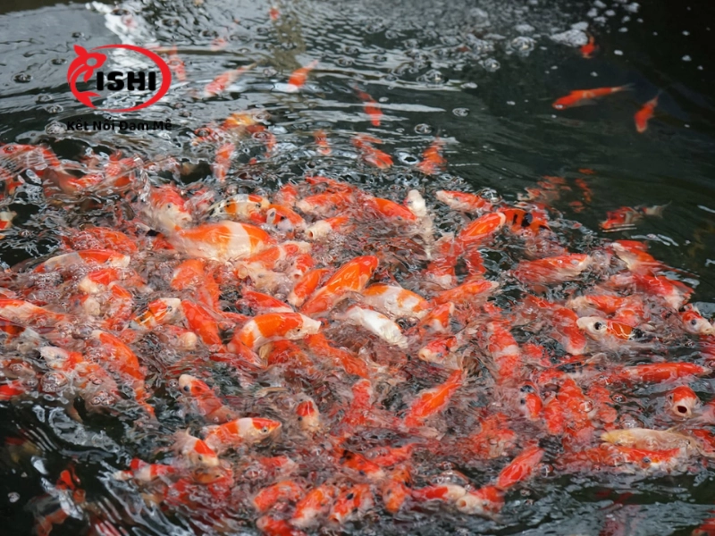 Thế Giới Koi - Koilover là một trong những địa chỉ bán cá koi uy tín tại Đà Nẵng