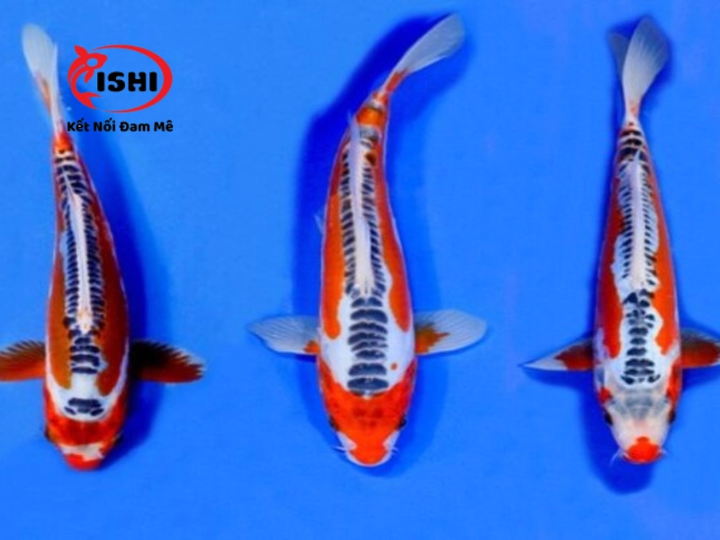Cá Koi Shusui