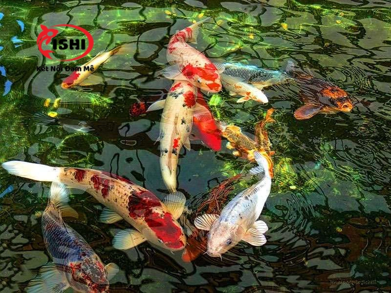 Lời khuyên khi chọn mua cá koi Bắc Kạn
