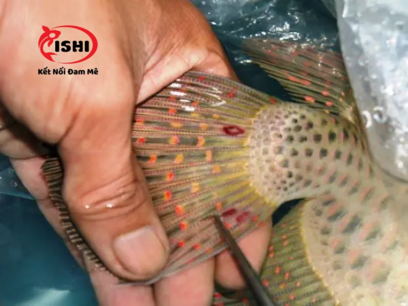 Gắp bỏ trùng mỏ neo trên cá koi