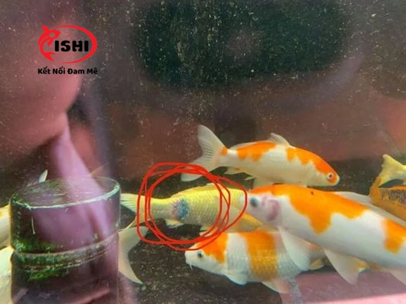Dấu hiệu nhận biết cá koi bị ngứa mình