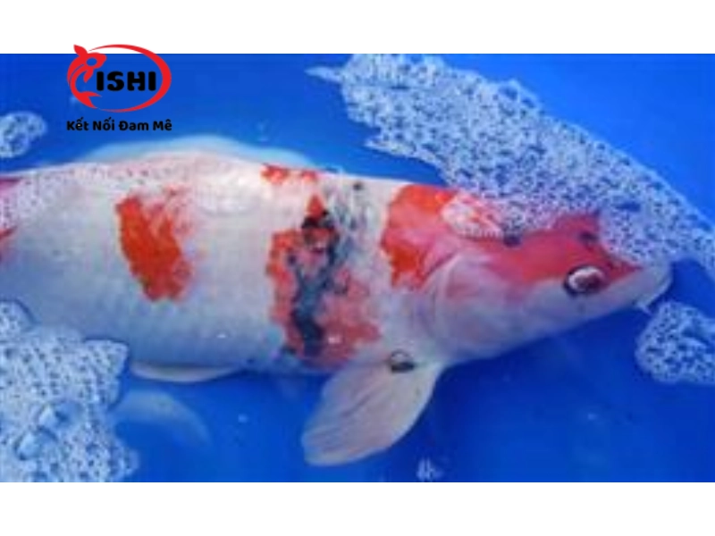 Những biểu hiện của cá koi tuột nhớt