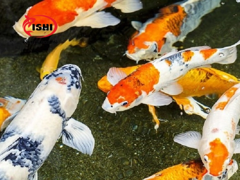 Mua cá koi tại Hà Giang