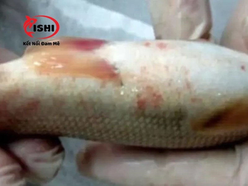 Phương pháp điều trị trùng bánh xe Trichodina ở cá koi