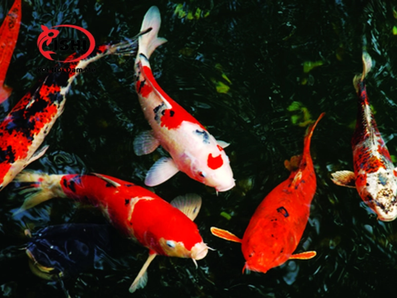 Các yếu tố cần cân nhắc khi lựa chọn mua cá koi tại Hà Giang