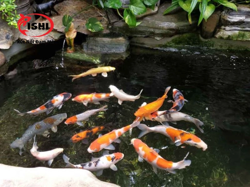 Nông Trại Koi Quốc Huy là địa chỉ đáng tin cậy tại Đà Nẵng