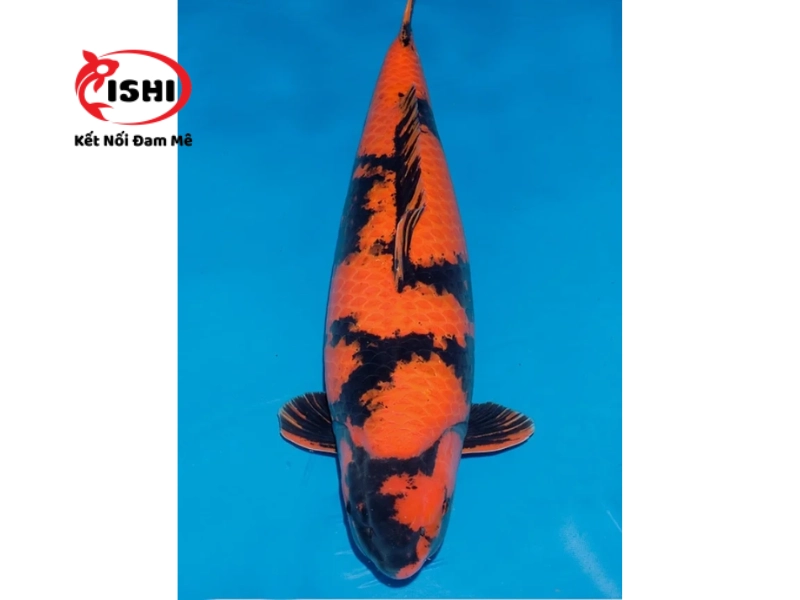 Cá Koi Hi Utsuri