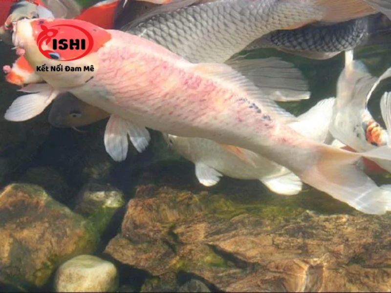 Cá koi bị đỏ mình do nhiễm bệnh 