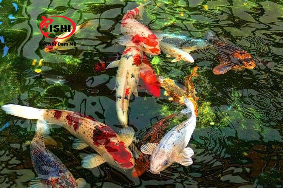 Trại Cá Koi Bắc Kạn Uy Tín & Chất Lượng Nhất Hiện Nay