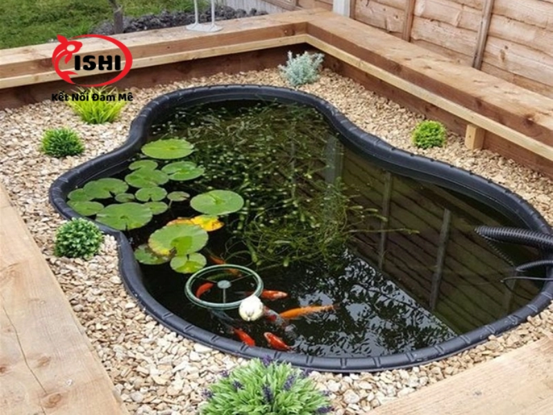 Có nên rải sỏi trong hồ cá koi