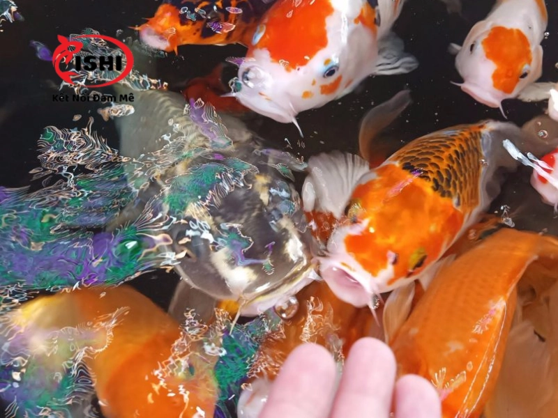 Biện pháp phòng bệnh cho cá koi