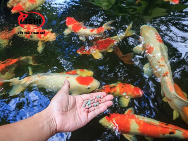 Cách phòng ngừa cá koi bơi lờ đờ